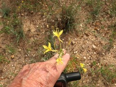 Oenothera rhombipetala