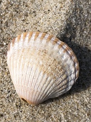 Cerastoderma edule