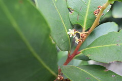 Pterocelastrus echinatus