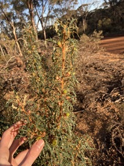 Banksia squarrosa