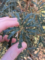 Banksia squarrosa