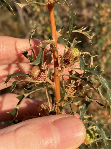 Image of Banksia squarrosa by (c) Thomas Mesaglio, some rights reserved (CC BY)