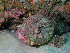 Scorpaena jacksoniensis