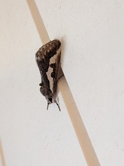Euscirrhopterus gloveri