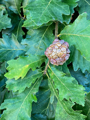 Andricus quercusstrobilanus