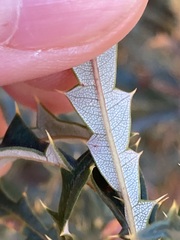 Banksia squarrosa