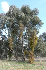 Eucalyptus blakelyi