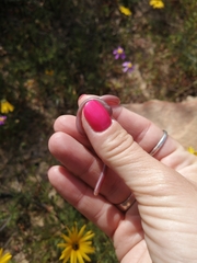 Rhinotyphlops lalandei