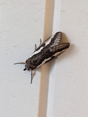 Euscirrhopterus gloveri