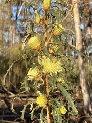 Banksia squarrosa