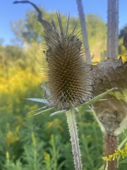 Dipsacus laciniatus