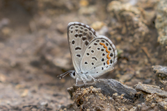 Euphilotes centralis