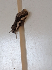 Euscirrhopterus gloveri