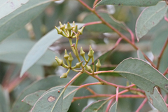 Eucalyptus macrorhyncha