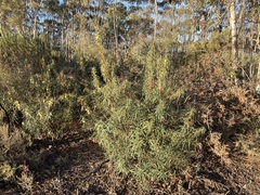 Banksia squarrosa