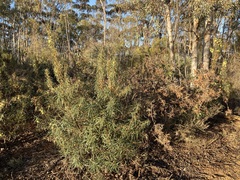 Banksia squarrosa