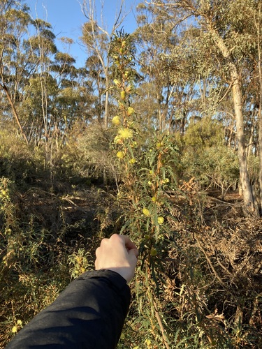Image of Banksia squarrosa by (c) Thomas Mesaglio, some rights reserved (CC BY)