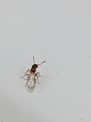 Tetramorium bicarinatum