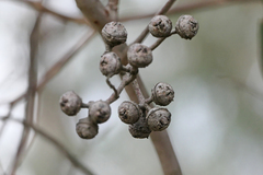 Eucalyptus macrorhyncha