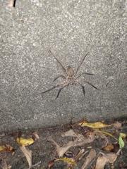 Heteropoda venatoria