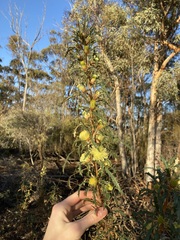 Banksia squarrosa