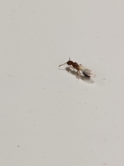 Tetramorium bicarinatum