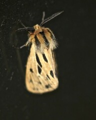 Ardices curvata