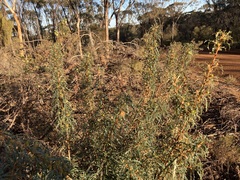 Banksia squarrosa