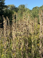 Dipsacus laciniatus