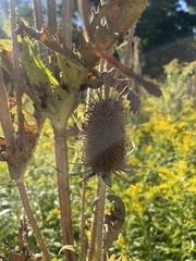 Dipsacus laciniatus