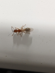Tetramorium bicarinatum