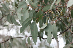 Eucalyptus macrorhyncha