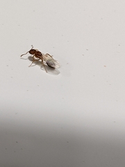 Tetramorium bicarinatum