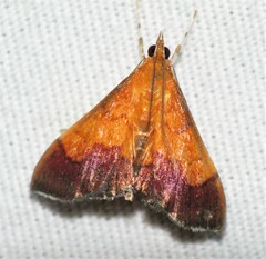 Pyrausta bicoloralis