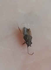 Lygaeoidea