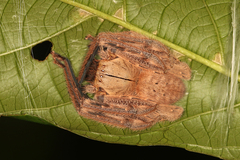 Gnathopalystes kochi