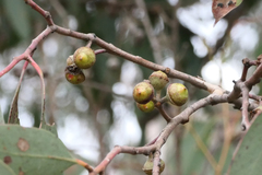 Eucalyptus macrorhyncha