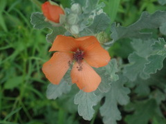Sphaeralcea laxa