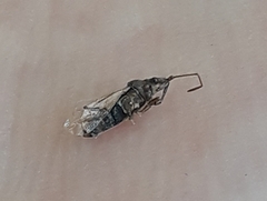 Lygaeoidea