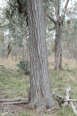 Eucalyptus macrorhyncha