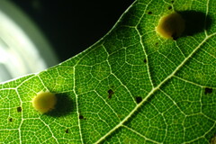 Polystepha globosa