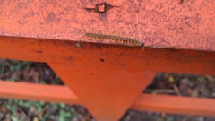 Scolopendra
