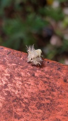 Ricaniidae