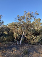 Eucalyptus drummondii