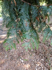 Thuja plicata