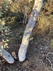 Eucalyptus drummondii