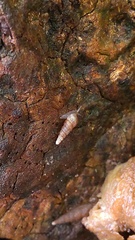 Clausiliidae