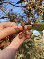 Eucalyptus drummondii