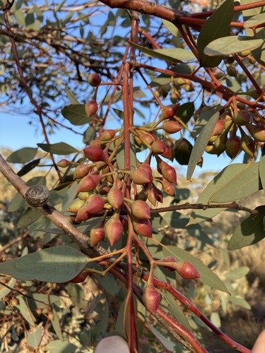 Image of Eucalyptus drummondii by (c) Thomas Mesaglio, some rights reserved (CC BY)