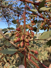 Eucalyptus drummondii